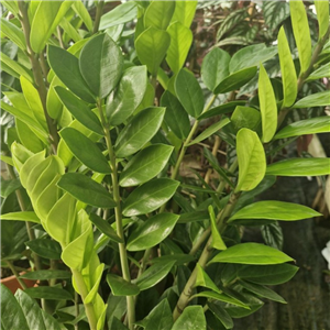 Zamioculcas Zamiifolia